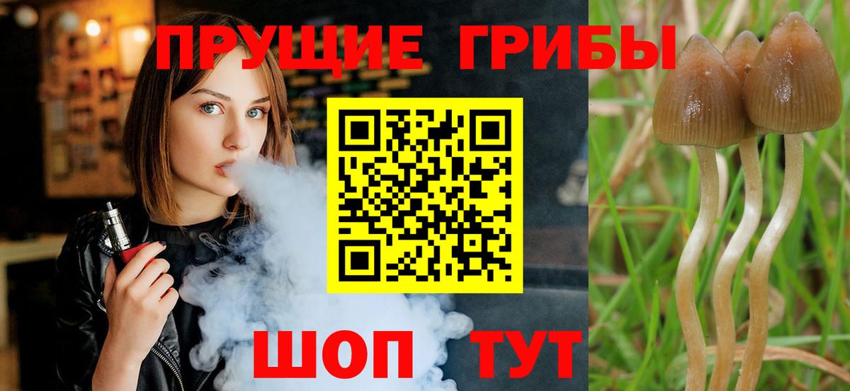 Псилоцибиновые грибы Psilocybine cubensis Рыбинск